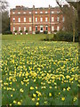 TQ0451 : Daffodils in Clandon Park by Colin Smith