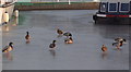 Thick ice has consequences for ducks