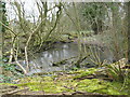 Marshy ground-the demise of a former brook