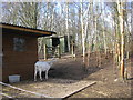 Smallholding with goats