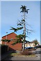 Tree in Tarius Close