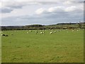 Sheep and lambs, Preston Pastures