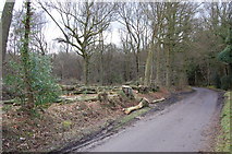 TQ8521 : Tree works Beckley Woods by Julian P Guffogg
