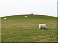 Grazing near Cynnull-mawr farm