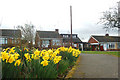 Daventry: daffodils in Priory Close