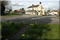 Daffodils and the Blue Bell