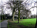 Croydon:  Trees in Wandle Park