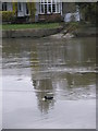 Coot in The Thames at Old Windsor