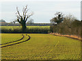 SP1507 : Farmland, a hedge and a tree near Coln St  Aldwyns by Brian Robert Marshall