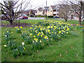 Daffodils, Bramley Road, London N14