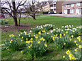 Daffodils, Bramley Road, London N14