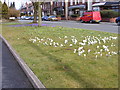 Blakenhall Crocuses