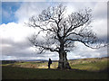 NY8413 : Ancient tree above Argill Beck by Karl and Ali