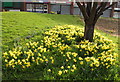 Daffs at Tinsley Centre