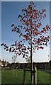 Maple in autumn at Tinsley Green