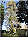 Pine Tree in Garden off Sedlescombe Road North