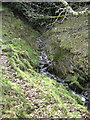 Hillside stream running down to the Randal Carr Brook