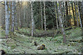 NN2285 : Forest near Glenfintaig by Steven Brown