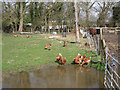 Hen party, Haseley Mill