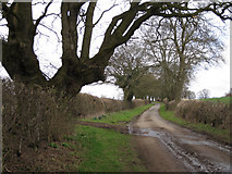 SP2368 : Firs Lane north of Haseley Mill by Robin Stott