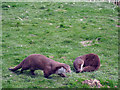 TQ3643 : Otters at British Wildlife Centre, Lingfield by Oast House Archive