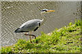 Grey Heron at Chiswick House (1)