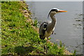 Grey Heron at Chiswick House (2)