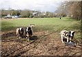 Jacob sheep, near Milton