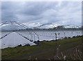 Polytunnels as far as the eye can see