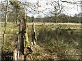 Parkland pasture at Ochtertyre