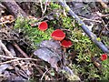 A scarlet cup fungus