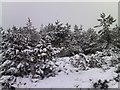 Scots pine in the snow at Feshiebridge