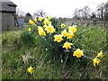 Daffodils, at Colestocks