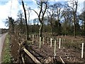 Tree Planting near Milford, Staffs.