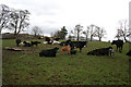 Cows and Calves, Banks Farm