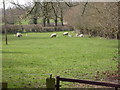 Rockbourne, sheep