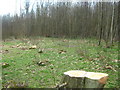 Coppiced area of Whitewick Wood