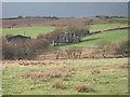 Blaen-y-waun across the fields