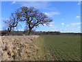 SU3968 : Farmland, Wawcott, Kintbury by Andrew Smith