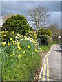 Daffodils in the hedge in Church Lane