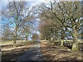 SP2834 : Driveway in Weston Park by Michael Dibb