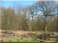 Coppiced area of Birch Wood