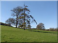 Field near Hamwood, Christon