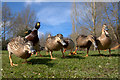 Mallards (Anas platyrhynchos), Davie Park, Rattray 