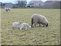 Early spring lambs at Llanallgo