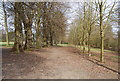 TQ5739 : Royal Victoria Grove, Tunbridge Wells Common by N Chadwick