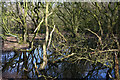 Small mere in woodland at Sound Heath