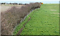 Hedge and field near Groomsport