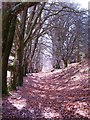 Avenue of trees, Glen Lyon