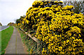 Whin bushes near Orlock, Groomsport